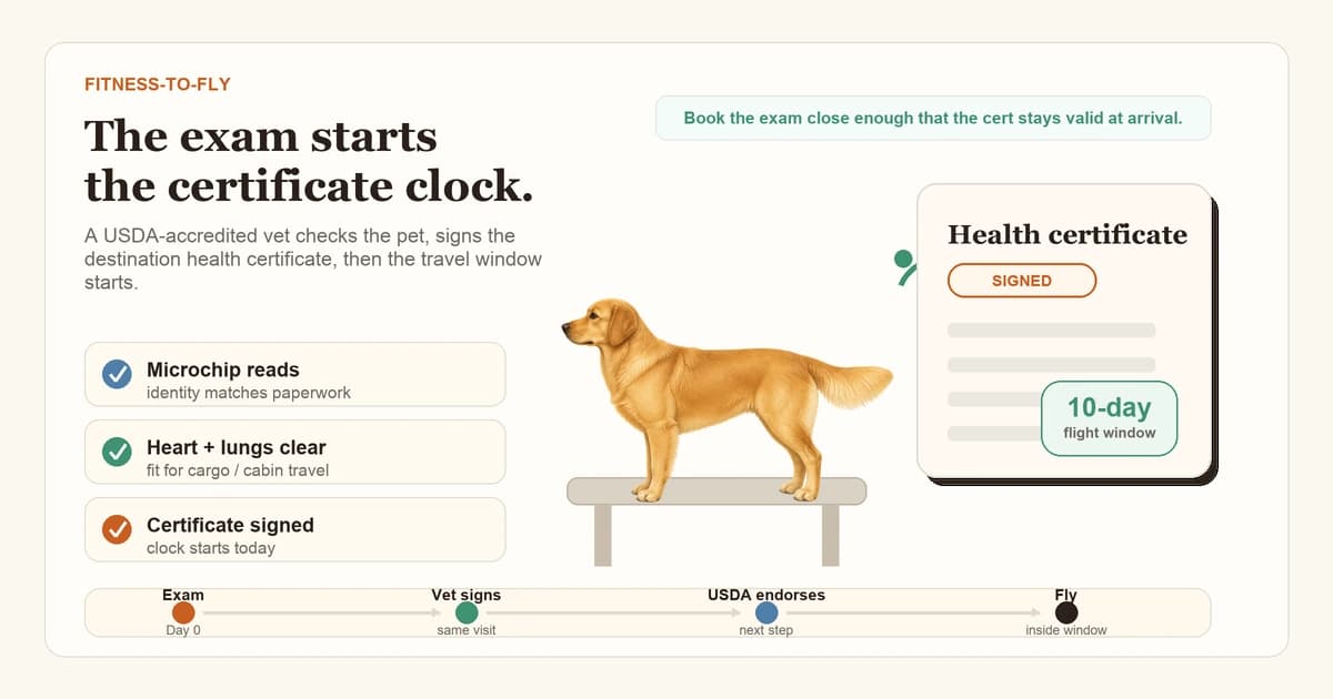 A USDA-accredited veterinarian examining a dog on an exam table, with the international health certificate paperwork visible on a clipboard nearby.
