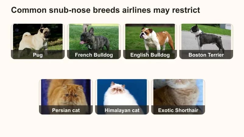 Photo grid grouping commonly restricted brachycephalic dog and cat breeds: Pug, French Bulldog, English Bulldog, Boston Terrier, Persian cat, Himalayan cat, and Exotic Shorthair.