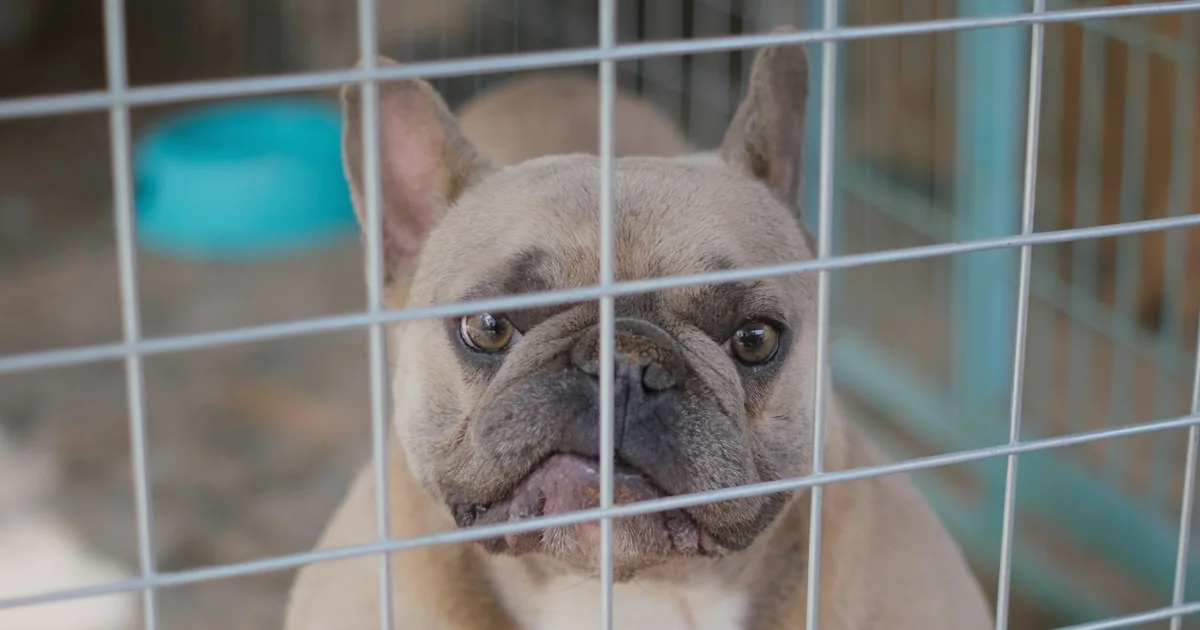 A French Bulldog sitting calmly next to an open travel kennel, with airline-counter signage visible in soft focus behind.