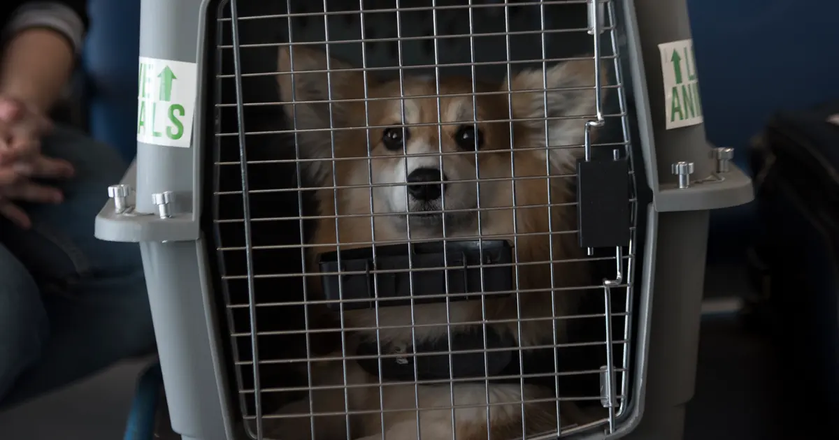 A corgi sitting in an airline-approved pet crate at the Ramstein Passenger Terminal.